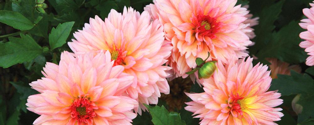 tips-for-planting-summer-bulbs-dahlia-bulbs.jpg