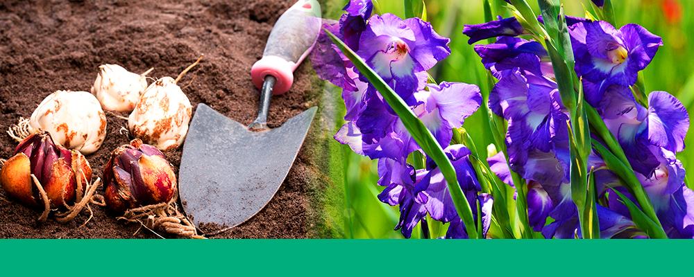 tips-for-planting-summer-bulbs-glads-lily-bulbs-header
