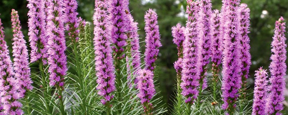 tips-for-planting-summer-bulbs-liatris