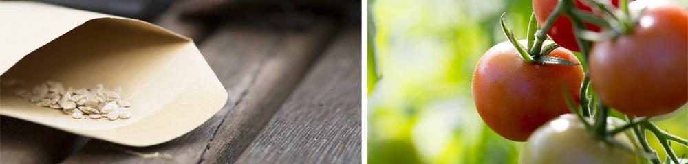 tomato seeds and tomato plant