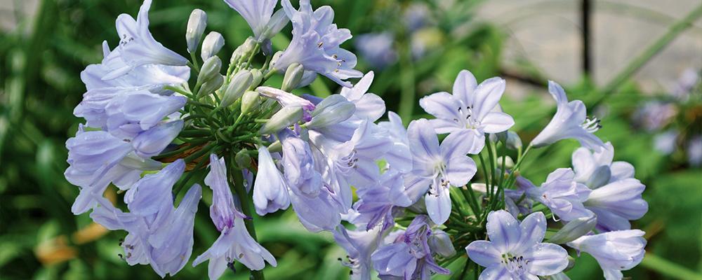 tropical-plants-agapanthus-brent-becky