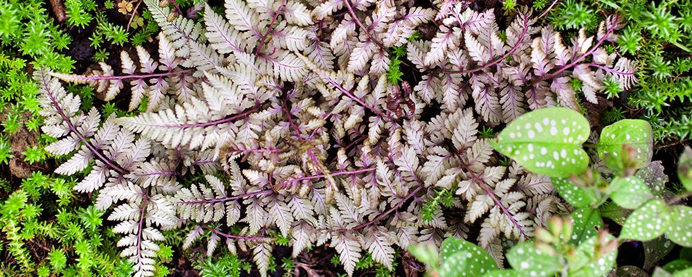 tropical-plants-athyrium-brent-becky