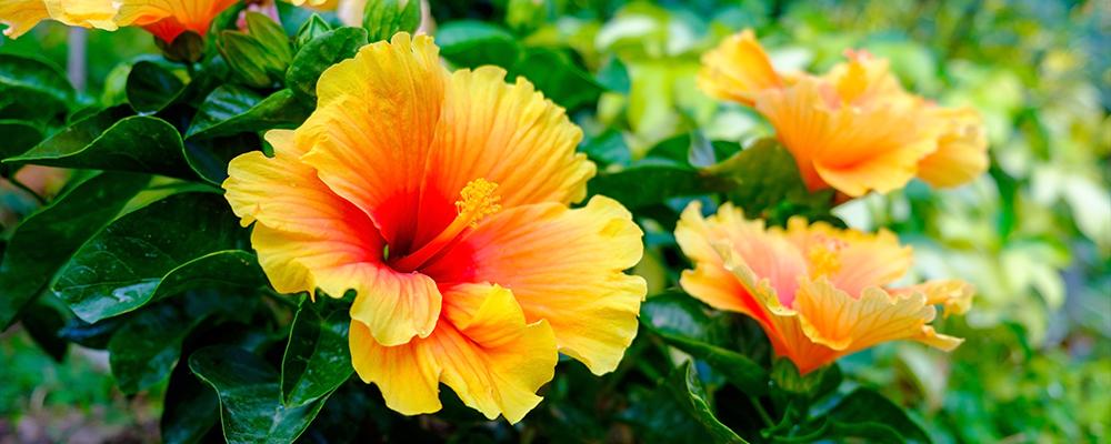 tropical-plants-hibiscus-brent-becky