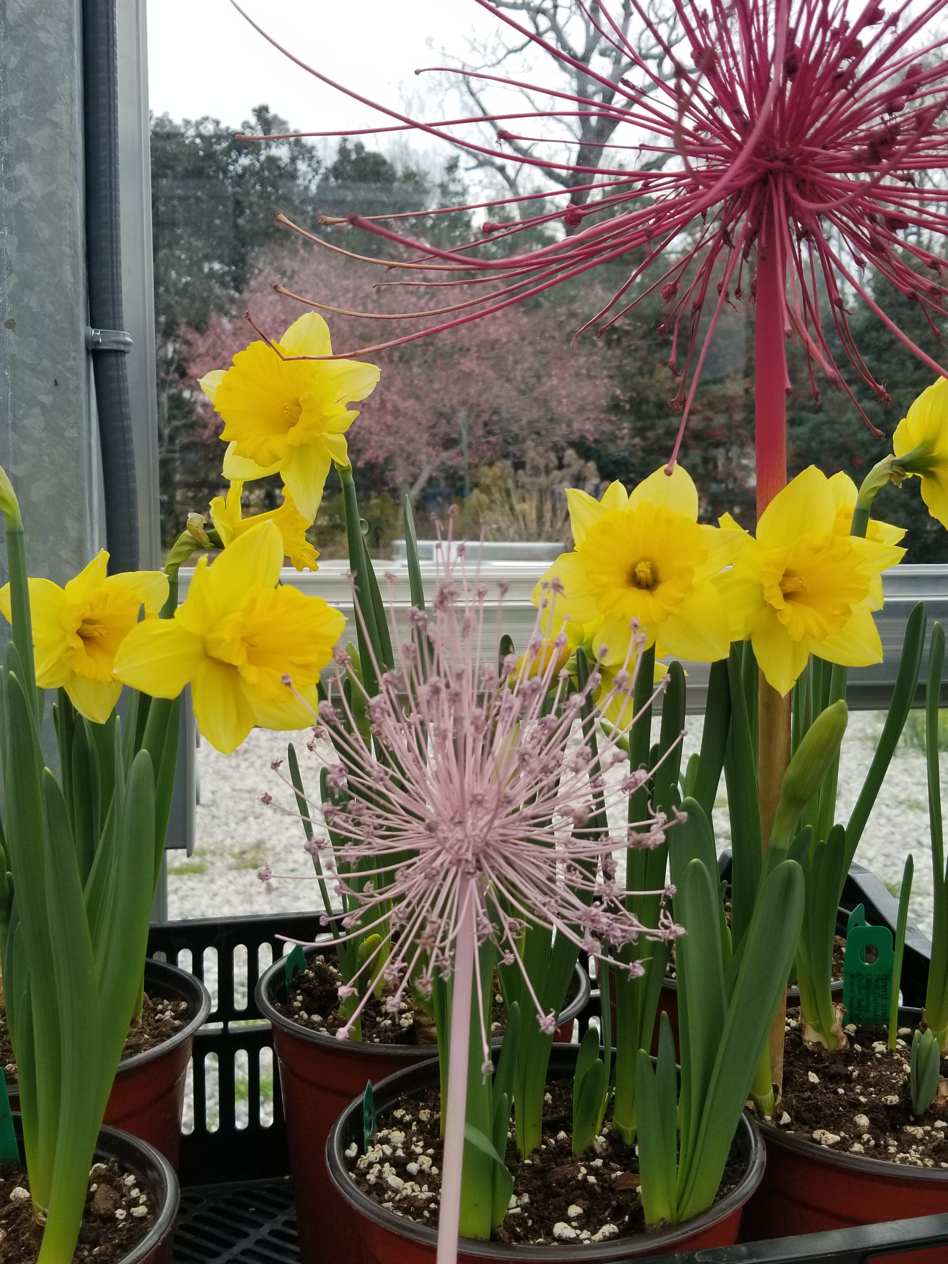 Bulb Shoppe & Gardens Brent & Becky's Bulbs