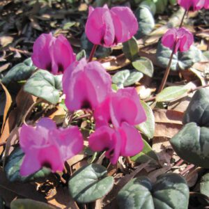 Cyclamen