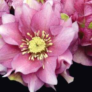Helleborus
