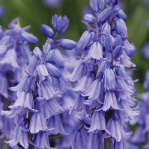 Hyacinthoides