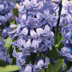 Hyacinthus