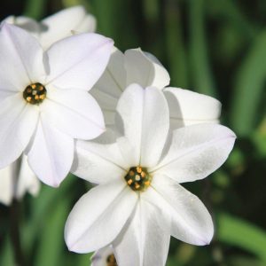 Ipheion