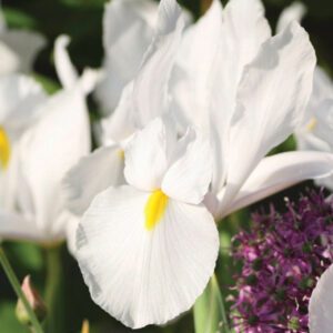 Iris-Dutch