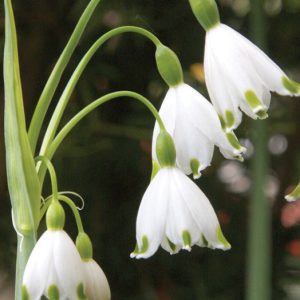 Leucojum