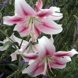 Lilium