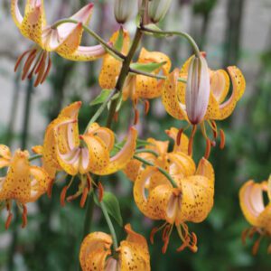 Lilium Martagon