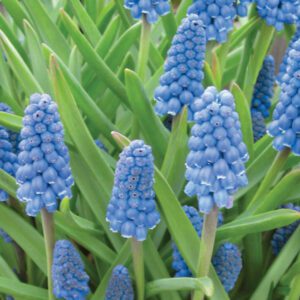 Muscari
