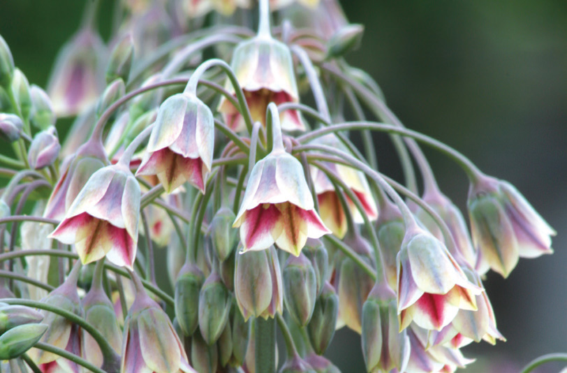 Nectaroscordum Siculum - ssp. bulgaricum - Brent & Becky's Bulbs