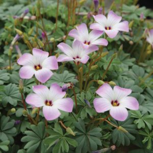 Oxalis