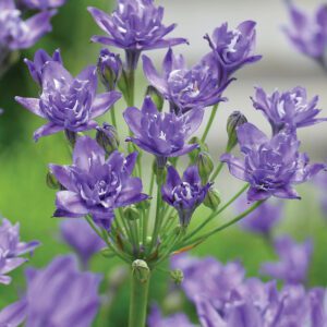 Triteleia