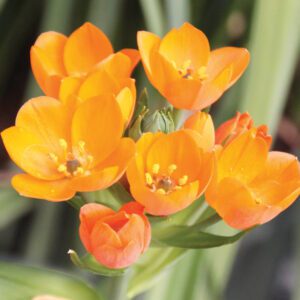 Ornithogalum