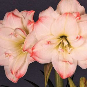 Hippeastrum