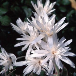 Colchicum - Ships 9-1