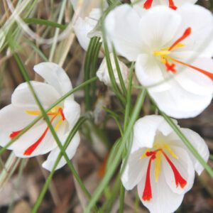 Crocus Fall Blooming - Ships 9-1