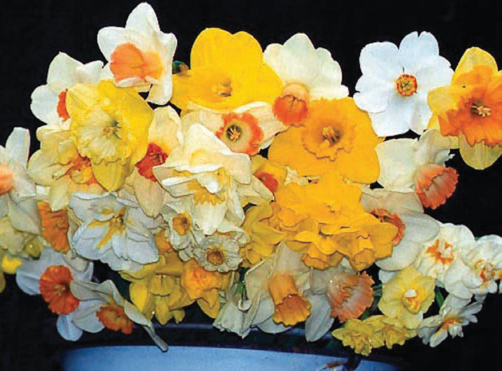 Perennial Daffodil Mix - Brent & Becky's Bulbs