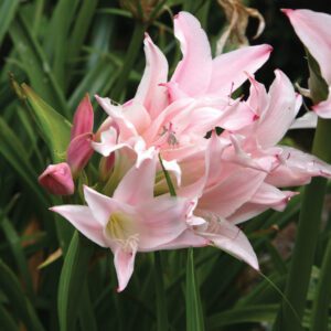 Amarcrinum