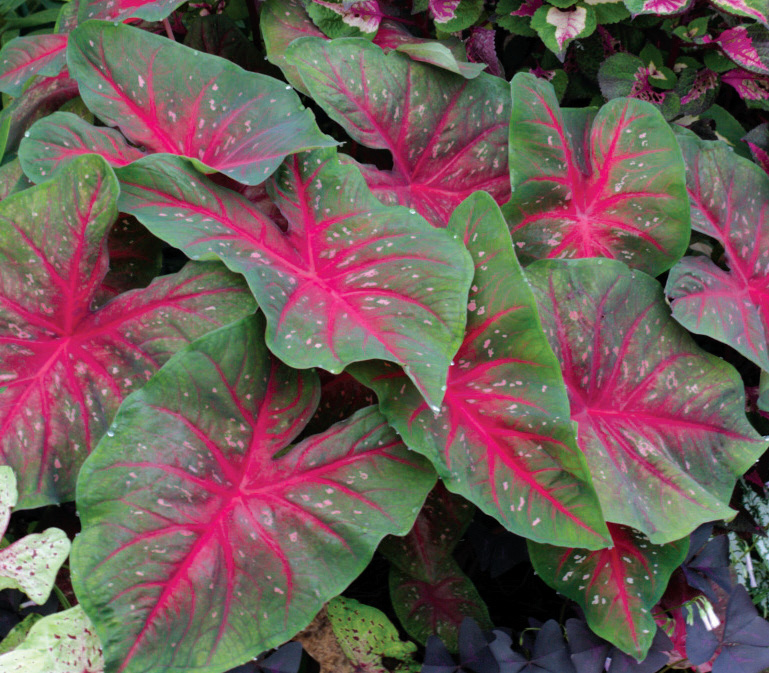 Caladium Red Flash - Brent & Becky's Bulbs