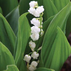 Convallaria