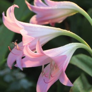 Crinum