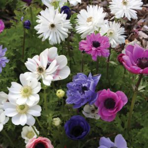 Anemone coronaria