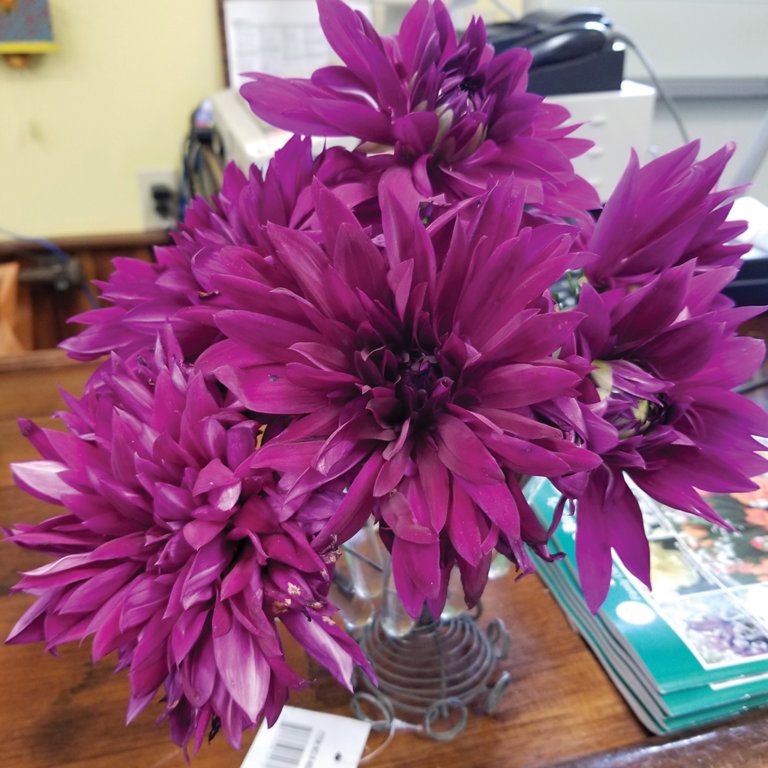 Dahlia Thomas A Edison Brent Becky s Bulbs dahlia-thomas-a-edison-brent-becky-s-bulbs