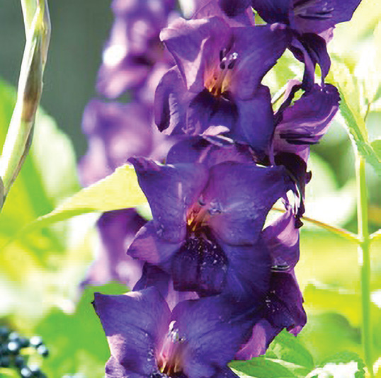 Gladiolus Purple Flora Brent & Becky's Bulbs