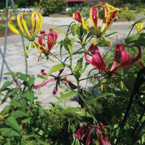 Gloriosa