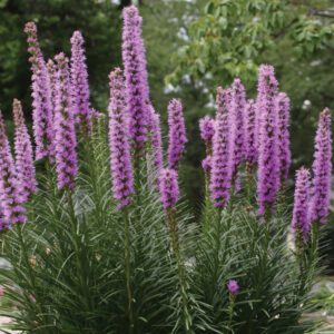 Liatris