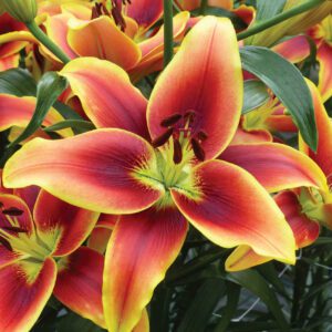 Lilium Asiatic Oriental Asiatic