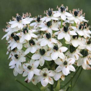 Ornithogalum