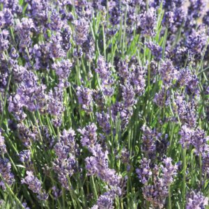 Lavandula