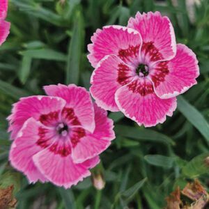 Dianthus