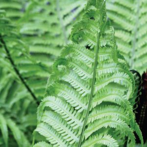 Fern