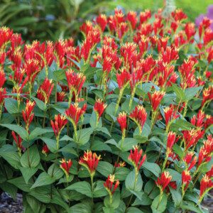 Spigelia marilandica