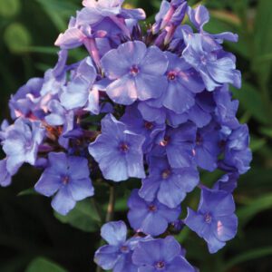 Phlox