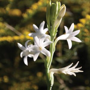 Polianthes tuberosa