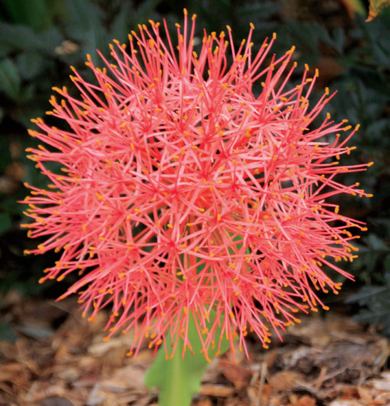 Scadoxus multiflorus