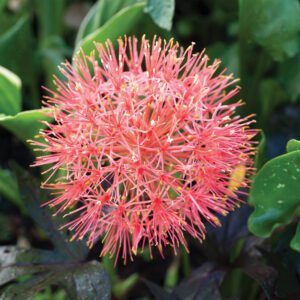 Scadoxus
