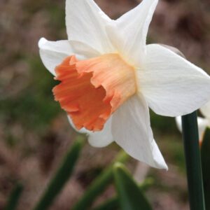 Division 2 - Large Cup