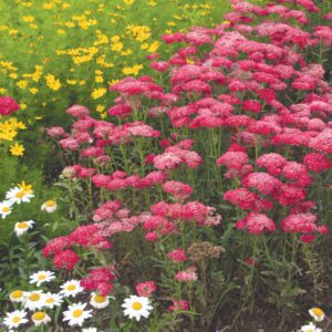 Achillea
