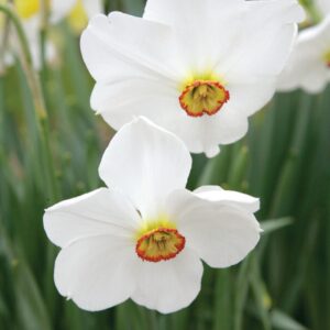 Division 9 - Poeticus