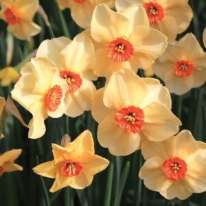 Division 3 - Small Cup