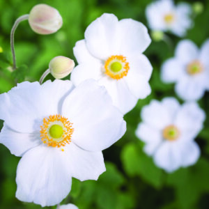 Anemone